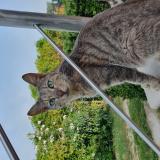 Foto del gato perdido en Le Thor