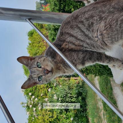 Foto 1/1 Chachou Chat perdido en Le thor