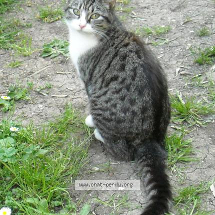 Foto 1/1 Pomponnette Chat perdido en La rochelle