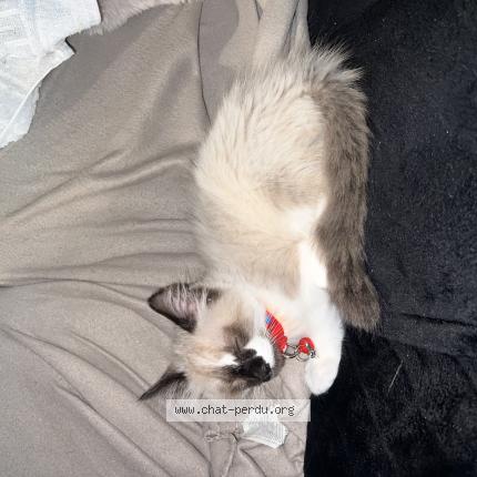 Foto 1/1 Yuni Chat perdido en Toulouse