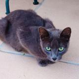 Foto del gato perdido en Saint Castin