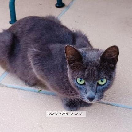 Foto 1/1 Lolo Chat perdido en Saint castin