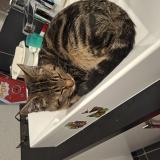 Foto del gato perdido en Seichamps