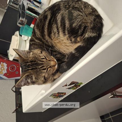 Foto 1/1 Astro Chat perdido en Seichamps