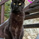 Foto del gato perdido en Satillieu