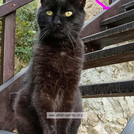 Foto 1/1 Ceylian Chat perdido en Satillieu