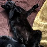 Foto del gato perdido en Saint Denis