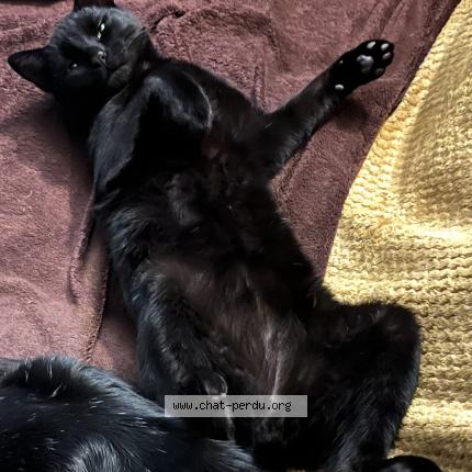 Foto 1/3 Gato encontrado Perdido en Saint denis