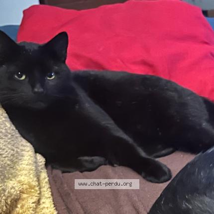Foto 2/3 Gato encontrado Perdido en Saint denis