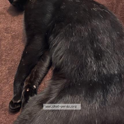 Foto 3/3 Gato encontrado Perdido en Saint denis