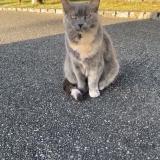 Foto del gato perdido en Buhl