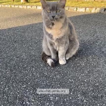 Foto 1/1 gnagna Chat perdido en Buhl