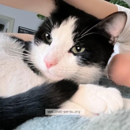 Foto 1/1 Rocky Chat perdido en Paris