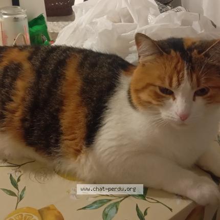 Foto 1/1 Câline Chat perdido en Villepinte