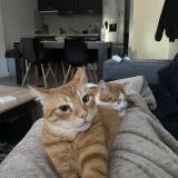 Foto del gato perdido en Challans