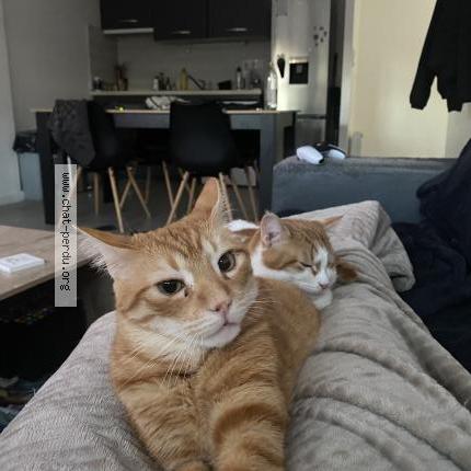 Foto 1/1 Joke Chat perdido en Challans