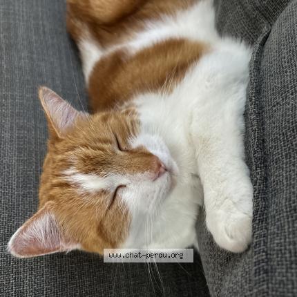 Foto 1/1 Karamel Chat perdido en Baisieux