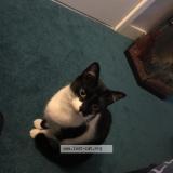 Foto del gato perdido en Caldicot