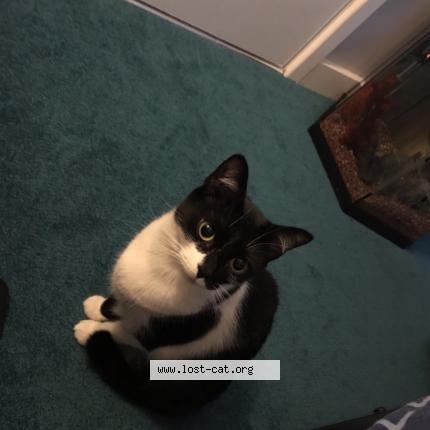 Foto 1/4 Harley Chat perdido en Caldicot