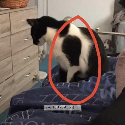 Foto 2/4 Harley Chat perdido en Caldicot