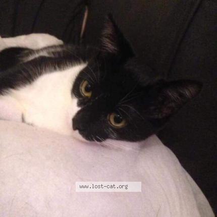 Foto 3/4 Harley Chat perdido en Caldicot