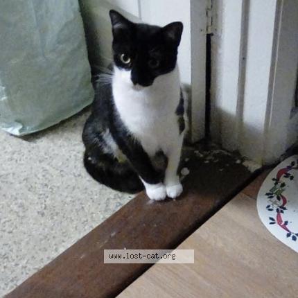 Foto 4/4 Harley Chat perdido en Caldicot