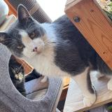 Foto del gato perdido en Saint Basile Le Grand