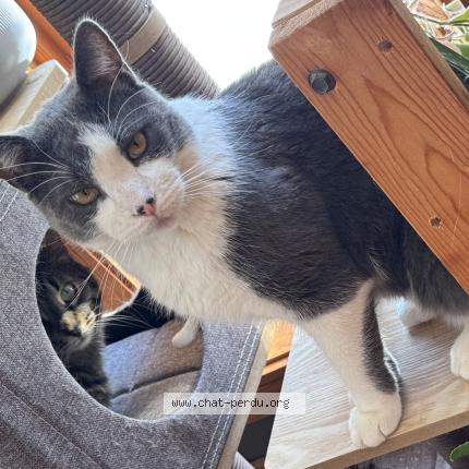 Foto 1/1 Indy Chat perdido en Saint basile le grand