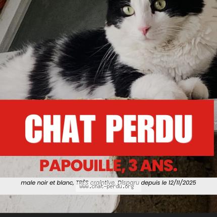 Foto 1/1 Papouille Chat perdido en Chilly mazarin