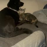 Foto del gato perdido en Rouffigny