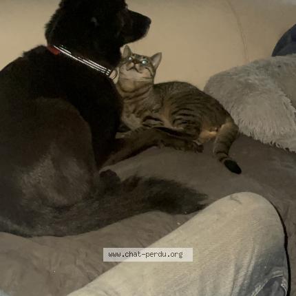 Foto 1/1 Mélo Chat perdido en Rouffigny