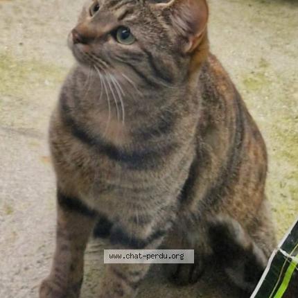 Foto 1/1 Caline Chat perdido en Dainville