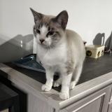 Foto del gato perdido en Saint Laurent Sur Gorre