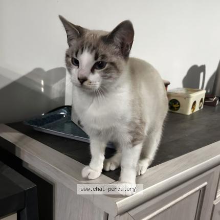 Foto 1/1 Gahia Chat perdido en Saint laurent sur gorre