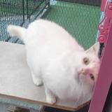 Foto del gato perdido en Aigues Mortes