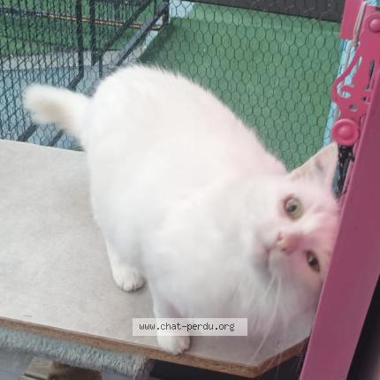 Foto 1/1 Marin Chat perdido en Aigues mortes