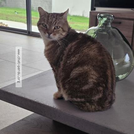 Foto 1/5 PELUCHE Chat perdido en Hanches