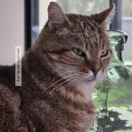 Foto 2/5 PELUCHE Chat perdido en Hanches