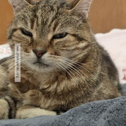 Foto 3/5 PELUCHE Chat perdido en Hanches