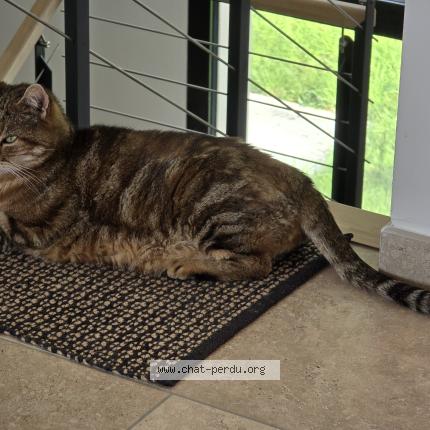 Foto 4/5 PELUCHE Chat perdido en Hanches