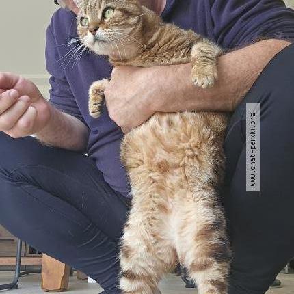 Foto 5/5 PELUCHE Chat perdido en Hanches