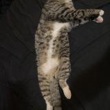 Foto del gato perdido en San Antonio