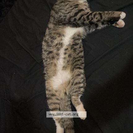 Foto 1/1 Scar Chat perdido en San antonio