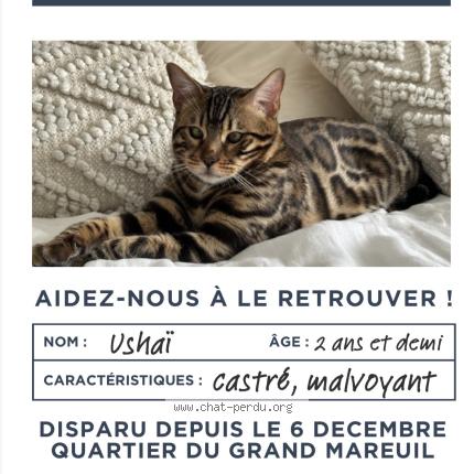 Foto 1/1 Ushaï Chat perdido en Joue les tours