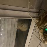 Foto de gato encontrado en Villerbon