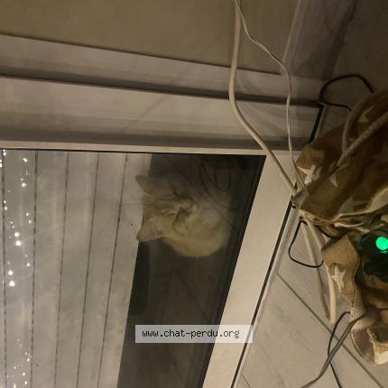 Foto 1/1 Gato encontrado Encontrado en Villerbon