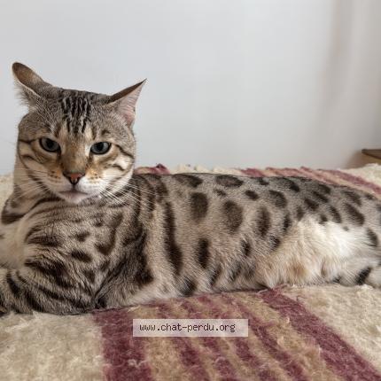 Foto 1/1 RONIN Chat perdido en Paris