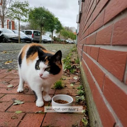 Foto 1/1 Gato encontrado Encontrado en Loos