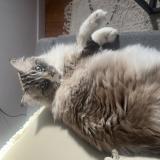 Foto del gato perdido en Cornillon