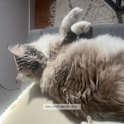 Foto 1/1 Perceval Chat perdido en Cornillon